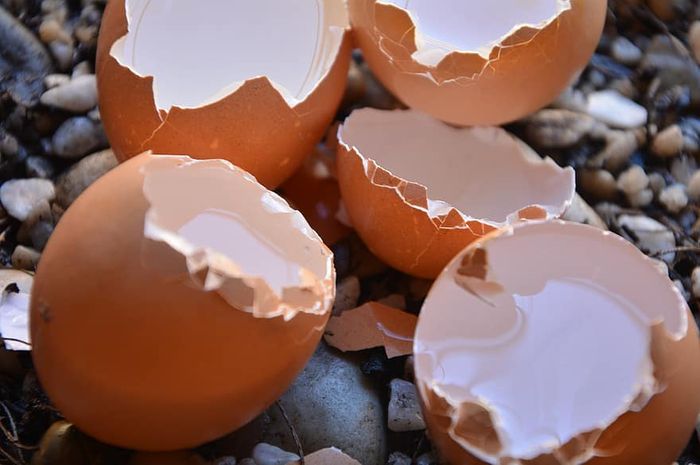 Jangan Langsung Dibuang Mulai Sekarang Manfaatkan Cangkang  Telur  untuk Usir Cicak dari Rumah 