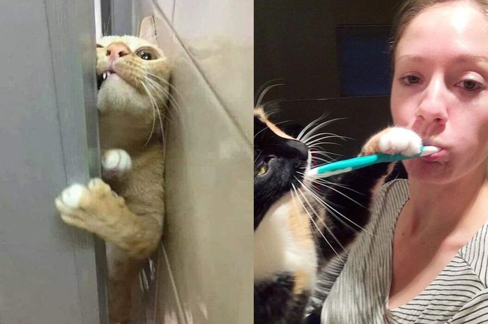 Gemasnya Kelakuan Kucing yang Ikut ke Kamar Mandi, Ada yang Memaksa