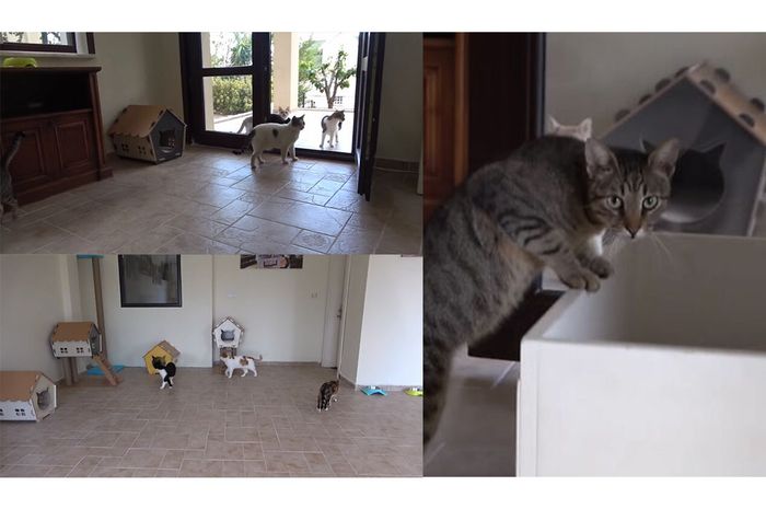 Setelah Lama Hidup Tak Menentu di Jalan, KucingKucing Liar Ini
