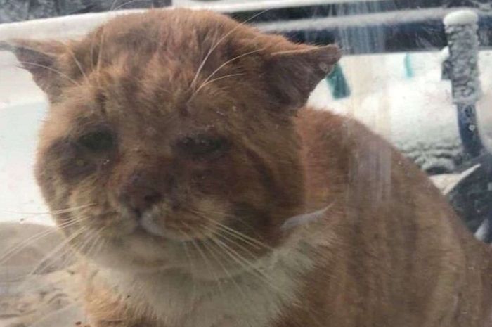 Seperti Meminta Pertolongan, Seekor Kucing 'Mengetuk' Pintu Rumah