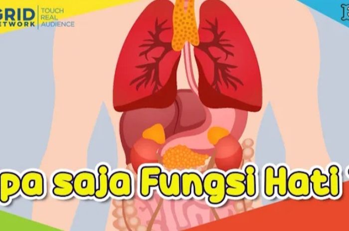 Hati Bisa Menunjukkan Berbagai Kondisi Kesehatan, Ketahui Fungsi Hati