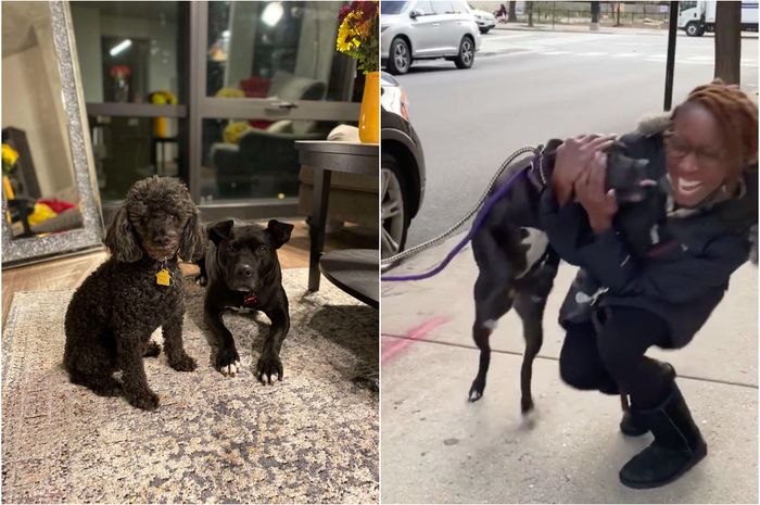 Hampir Setahun Menghilang, Anjing Ini Akhirnya Bertemu Kembali dengan