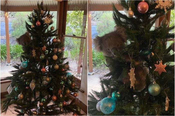 Gemas! Seekor Koala Liar TibaTiba Muncul di Atas Pohon Natal di Rumah
