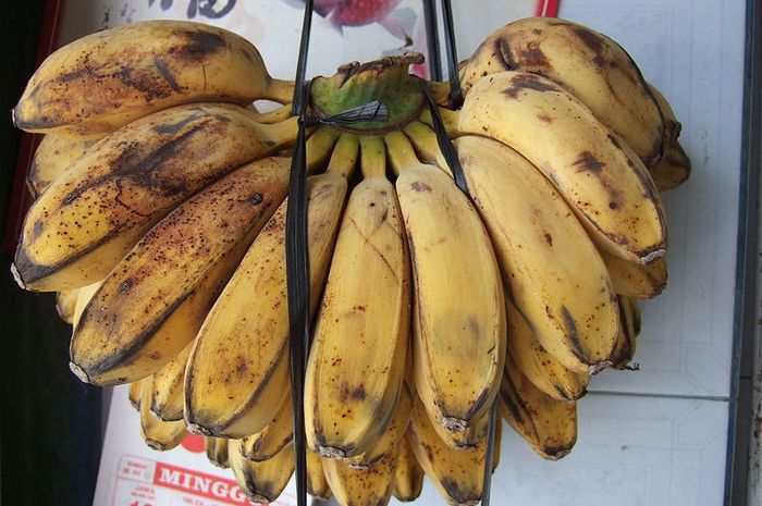 Pisang kepok, salah satu pisang yang cocok dijadikan pisang goreng