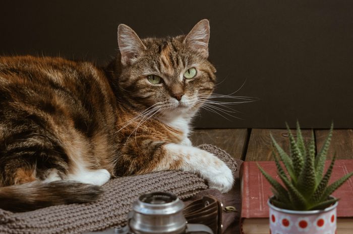 Apa Kucing Tahu saat Namanya Dipanggil? Coba 2 Cara Ini Saat Memanggil