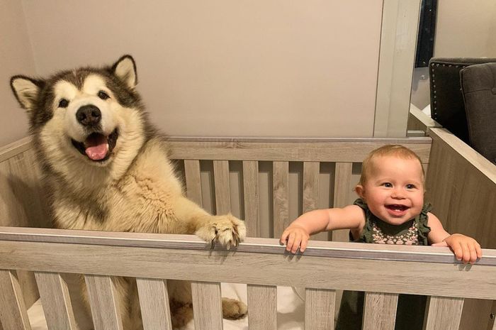 Anjing-Anjing Besar Ini Membantu Menjaga Bayi Pemiliknya ...
