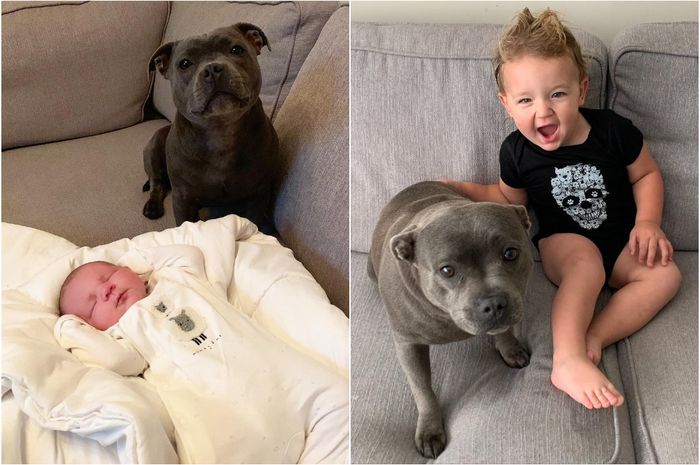 Gemasnya! Anjing Ini Menjaga Bayi Pemiliknya Sejak Lahir, Lihat Potret