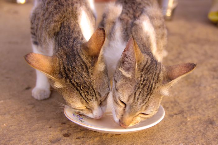 Hindari Memberikan 5 Makanan dan Minuman Ini pada Kucing, Salah Satunya