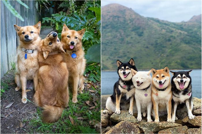 AnjingAnjing Ini Selalu Berpose Unik saat Dipotret Pemiliknya dengan