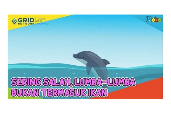 Sering Salah Disebut, LumbaLumba Bukan Termasuk Ikan, Melainkan