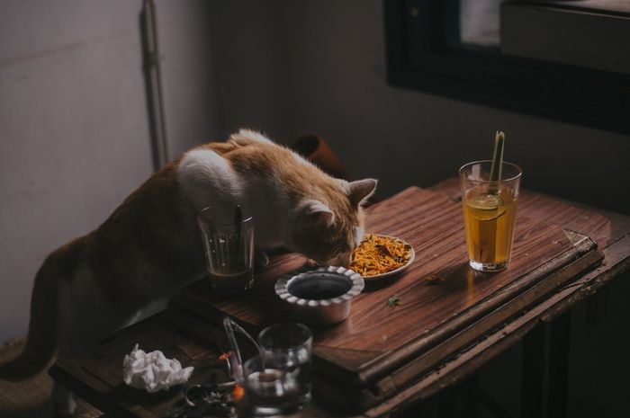 BERITA POPULER 5 Makanan yang Tak Boleh Diberikan pada Kucing Hingga
