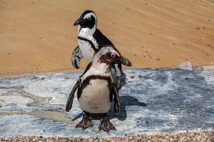 Penguin Afrika, Penghuni Ujung Selatan yang Bersarang di Dalam Lubang