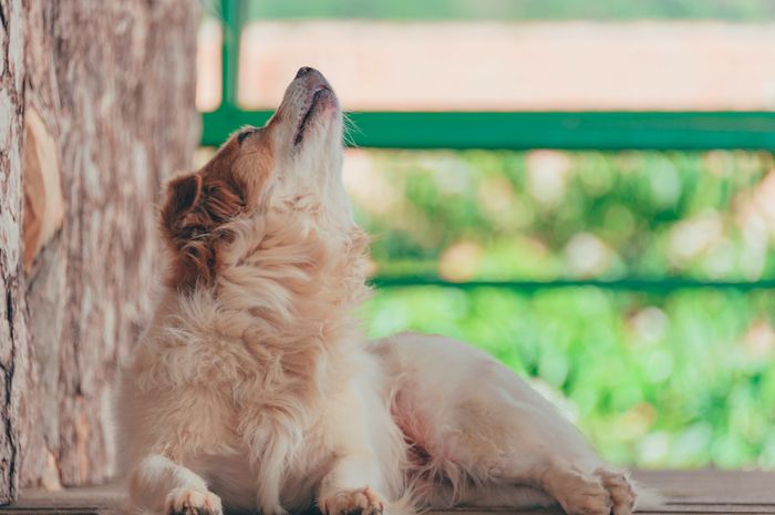 Benarkah Anjing Melolong karena Melihat Makhluk Halus? Ini 4 Mitos dan