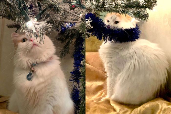 Selalu Sedih Setiap Dekorasi Pohon Natal Diturunkan, Kucing Ini