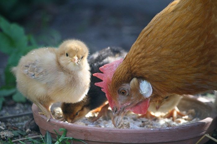 Anak Unggas akan Menganggap Hal Pertama yang Dilihatnya Sebagai