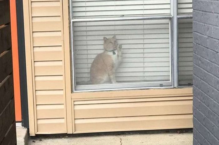 BERITA POPULER Kucing Oranye yang Sempat Dikira Hilang Padahal