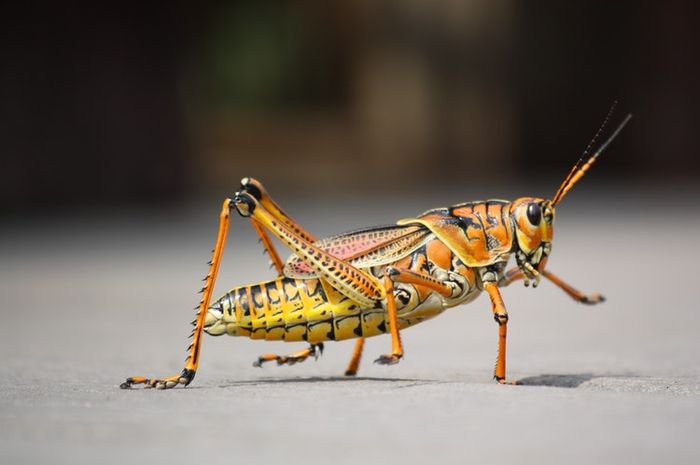 Organ Pernapasan Pada Serangga