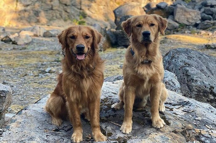 Seekor Anjing Golden Retriever Menyusul Pemiliknya Naik ke Atap Rumah