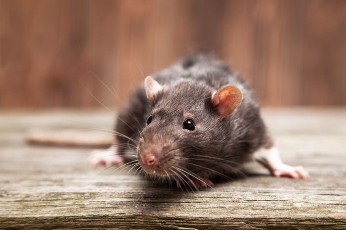 Awas! Tikus di Rumah Bisa Datangkan Penyakit, Ini 7 Cara Mudah Membasminya dengan Bahan Alami