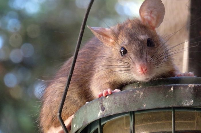 Rat baking natural soda poison How to
