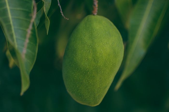 Kalah Populer dengan Buahnya, Daun Mangga Ternyata Simpan Segudang