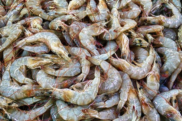 Mimpi Menangkap Udang Banyak: Pertanda Rezeki Melimpah Atau Hanya Isyarat Biasa? Mimpi Menangkap Udang Banyak: Pertanda Rezeki Melimpah Atau Hanya Isyarat Biasa?