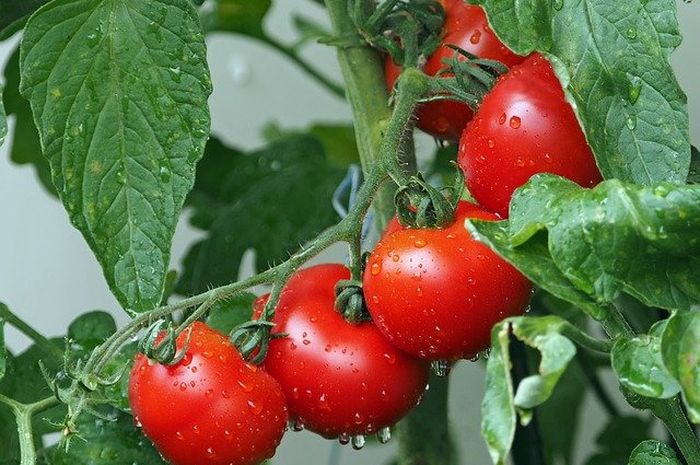 Ilustrasi tomat ditanam di pot