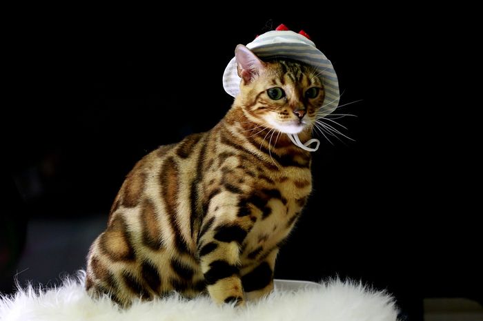 Ada yang Berpisah Selama 15 Tahun, Begini Potret Mengharukan Kucing