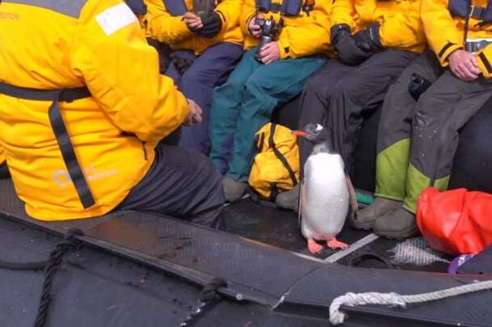 Seekor Penguin Melompat ke Perahu Wisatawan untuk Menyelamatkan Diri