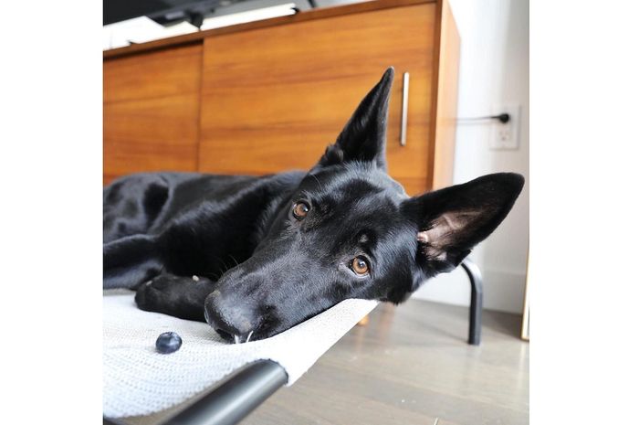 Gemas, Anjing Ini Menyimpan Buah Blueberi Pemberian Pemiliknya seperti