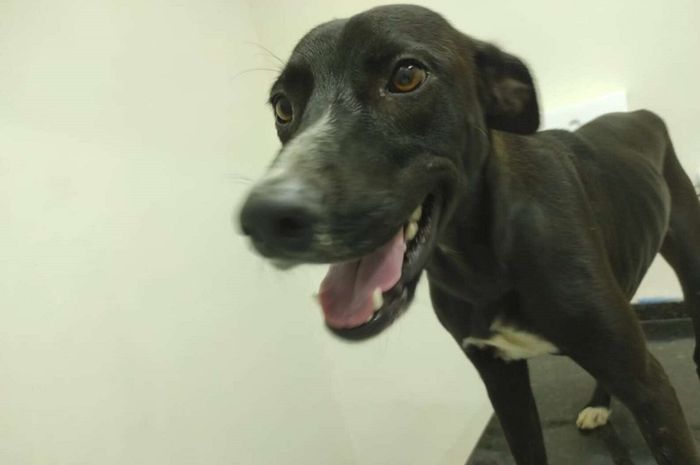 Anjing Liar yang Pintar Ini Mendatangi Klinik Dokter Hewan dan