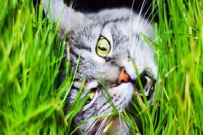 Kucing Makan Rumput - Homecare24