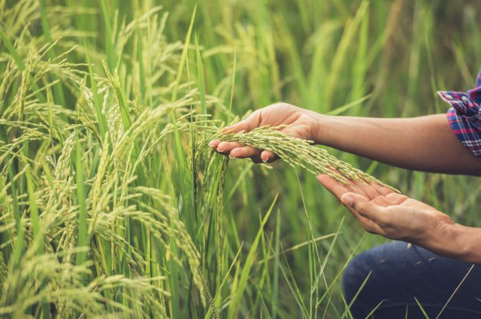 Arti Mimpi Panen Padi: Sebuah Simbol Keberhasilan dan Kemakmuran