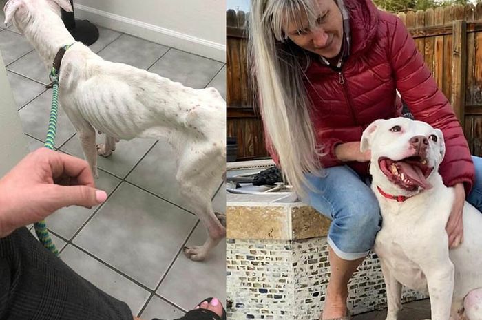 Anjing Ini Kurus Kering Terlantar di Apartemen Kosong, Beruntung Ia