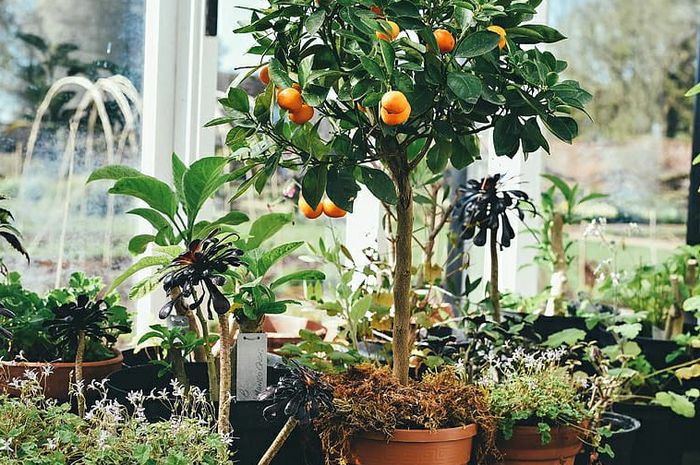 Kenali Tanda Tanah Kekurangan Nitrogen yang Memicu Pertumbuhan Tanaman