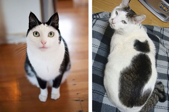 Unik dan Menggemaskan, 10 Kucing Ini Punya Tanda Istimewa di Bulunya