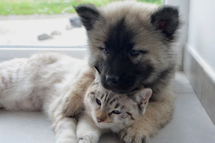 Waspada Bisa Dehidrasi, Ternyata Inilah Cara Merawat Hewan Peliharaan