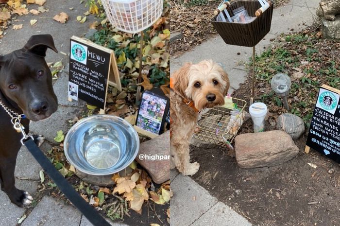 Wah, Orang Ini Menyediakan Makanan dan Minuman untuk Anjing yang