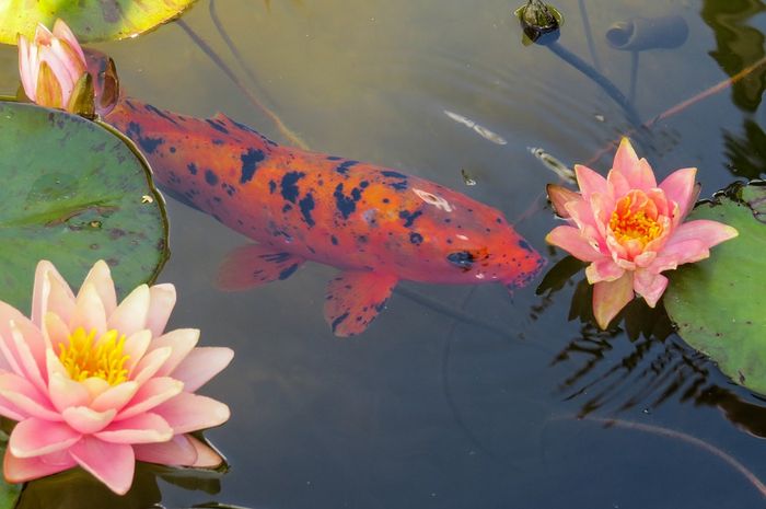 Tafsir Mimpi Melihat Ikan Menurut Islam Partanda Apakah Ini Semua Halaman Suar