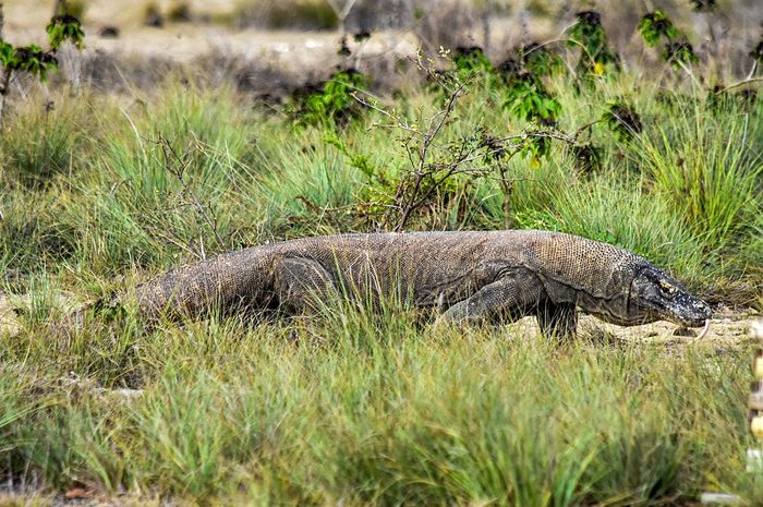 Ciri Ciri Fauna  Peralihan di Indonesia Bagian  Tengah  dan 