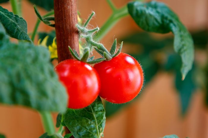 Cara Menanam Tomat agar Bisa Berbuah Banyak, Termasuk ...