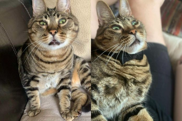Karena Kelainan yang Dimilikinya, Kucing Bernama Peanut Ini Terlihat