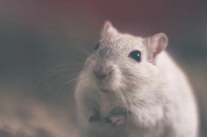 cara mengusir tikus dengan cuka