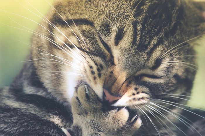 kucing