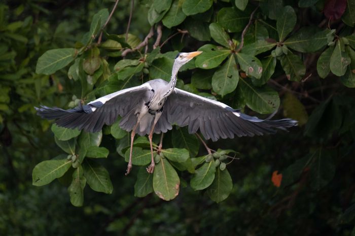 Pengamatan Terbaru: Masih Ada Burung Terancam Punah di Teluk Jakarta