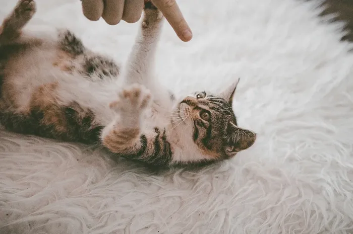 Anak Kucing Senang Menggigit atau Mencakar Apapun yang Lewat di