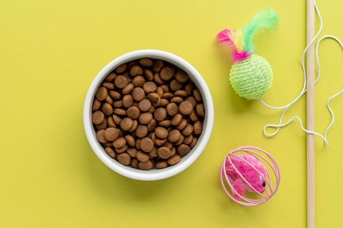 Beda Makanan Kering dan Basah untuk Kucing, Mana yang Lebih Baik? - Bobo