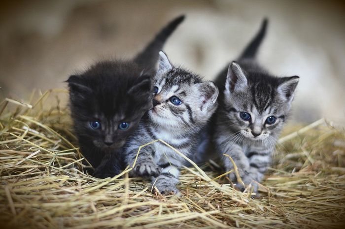 BERITA POPULER Kenali Bahasa Kucing lewat Ekornya hingga 4 Kesalahan