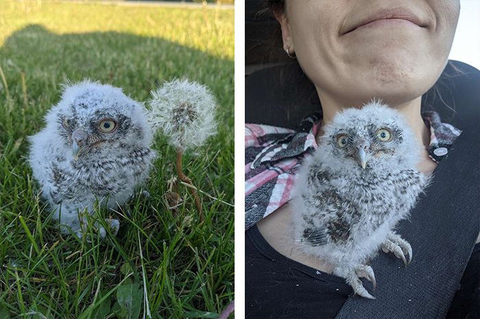 Selamatkan Anak Burung Hantu Pecinta Hewan Ini Dapatkan Momen Menghangatkan Hati Di Perjalanan Semua Halaman Kids