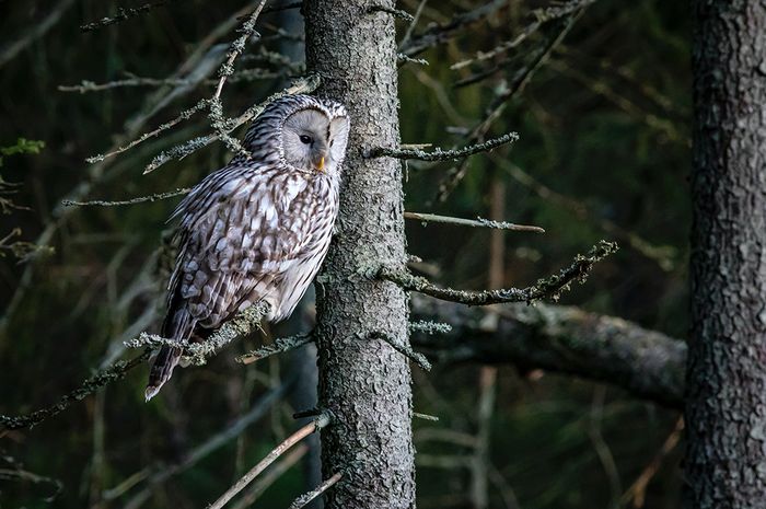 Dikenal Sebagai Burung yang Misterius, Inilah 8 Fakta Unik Tentang
